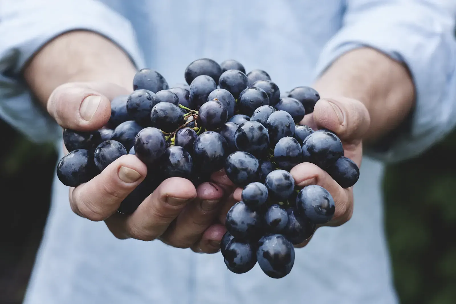 Hands hold a cluster of freshly picked dark grapes