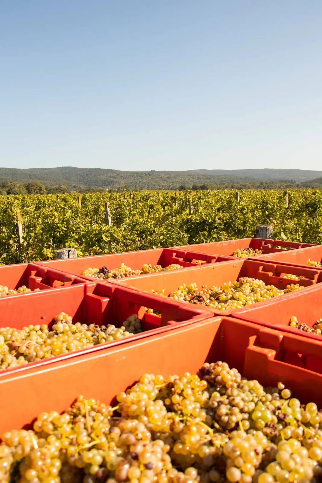 Red harvest crates stacked in a vineyard
