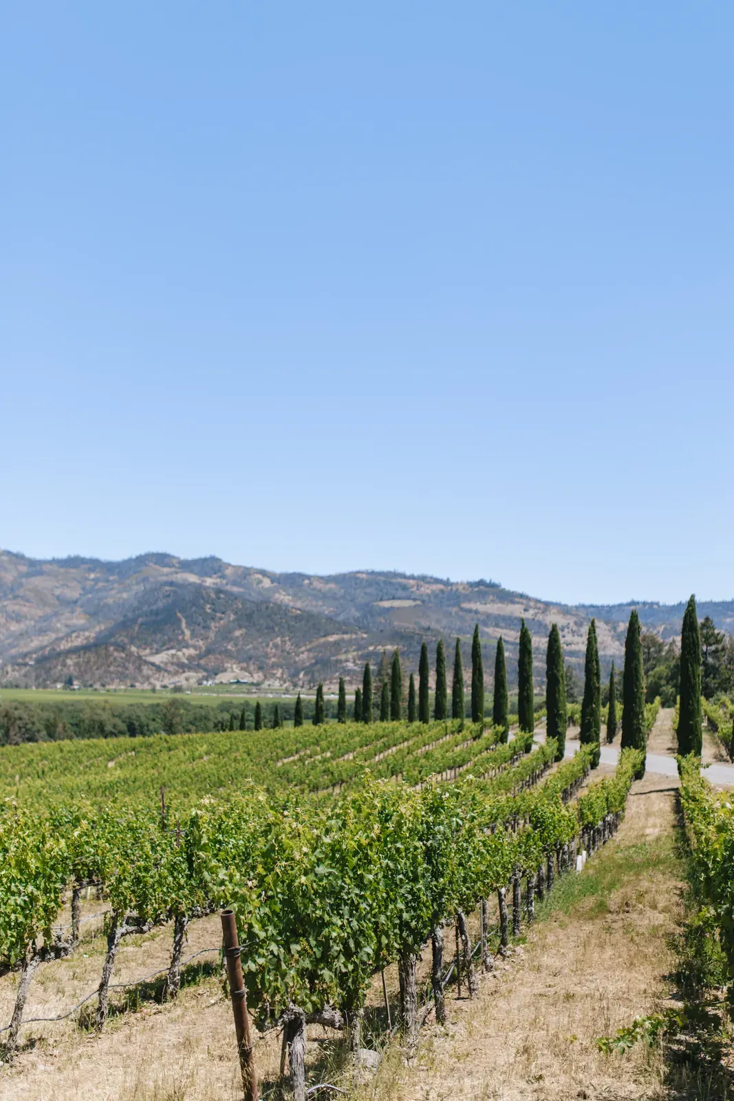 Vineyard rows with cypress trees and mountains in Napa Valley