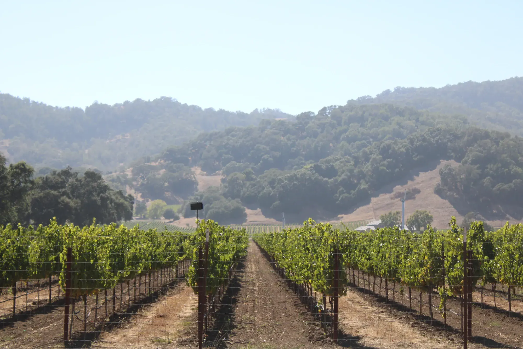 Vineyard rows running toward the hills of Napa Valley