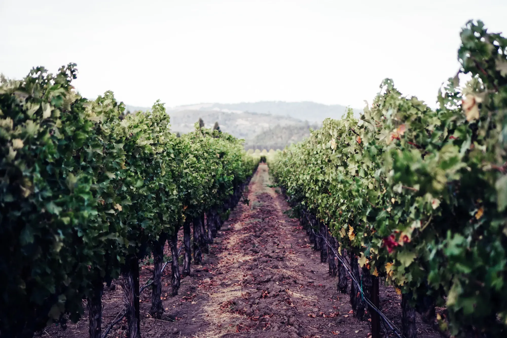 Rows of vines in a Napa Valley vineyard with a mountain behind