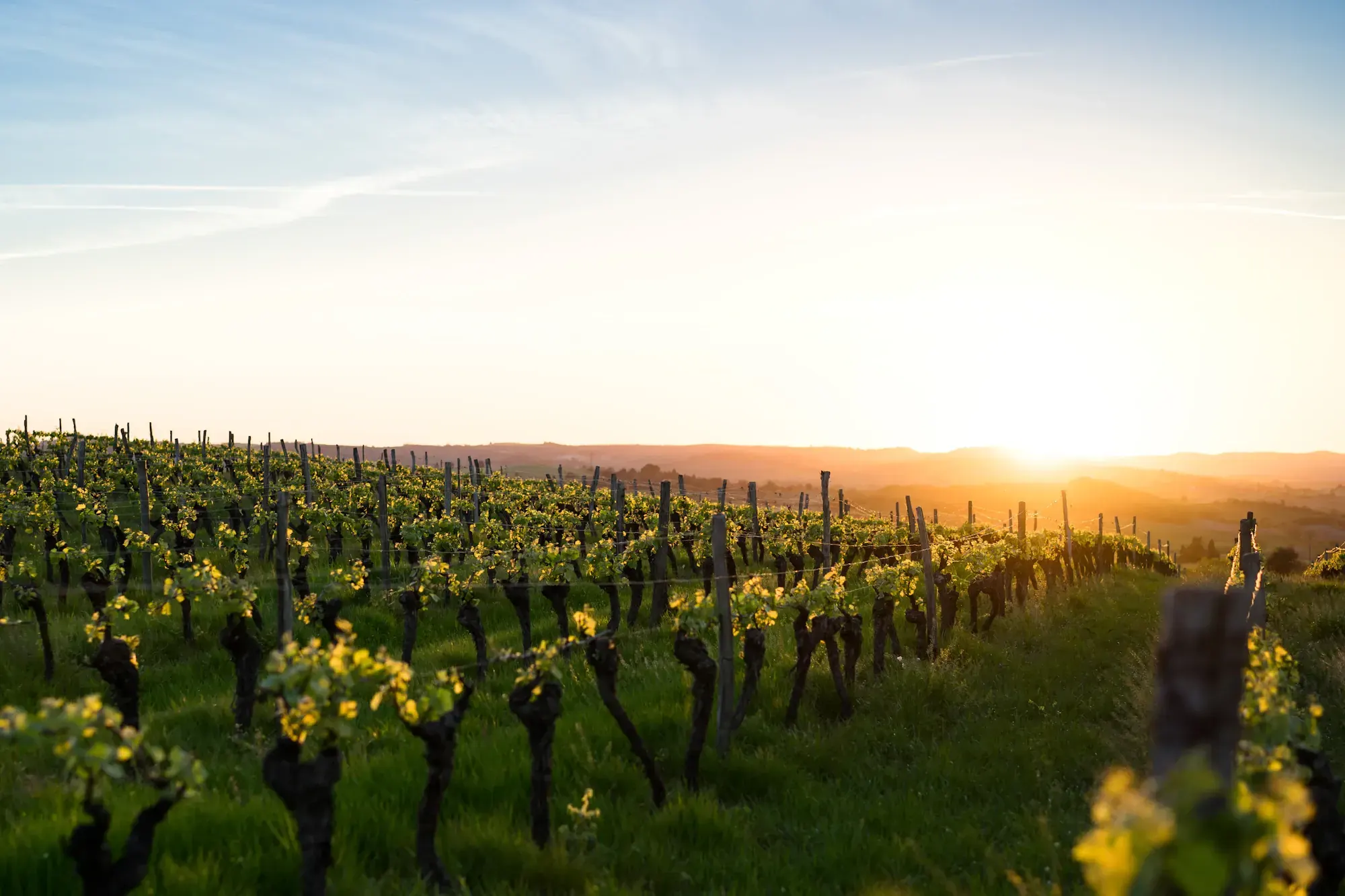 Rows of grapevines in a vineyard under a low sun