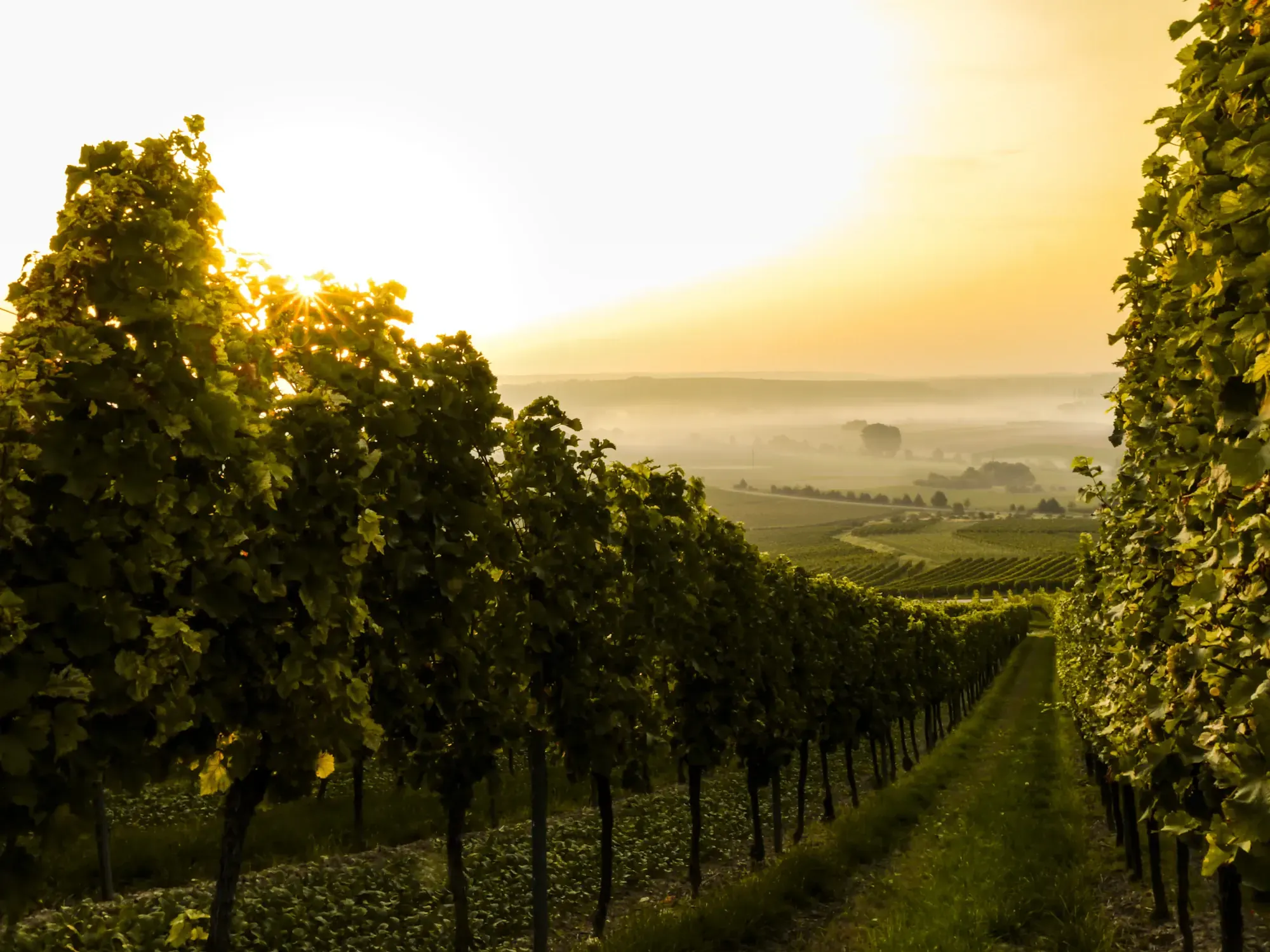 Vineyard rows at golden hour with rolling hills behind